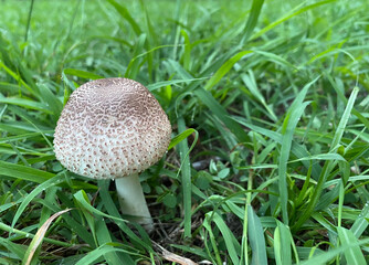 mushroom in the grass closeup