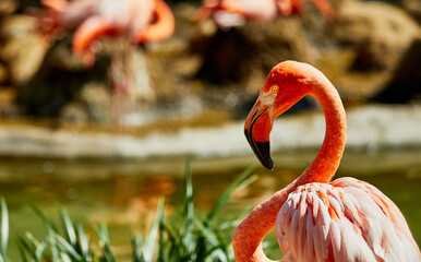 A close up profile of a Flamingo