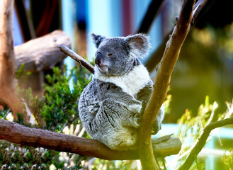 A Koala Bear in a tree