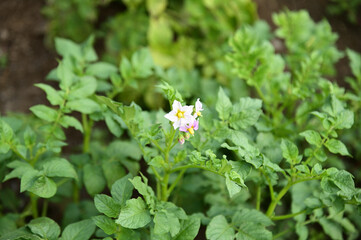 ジャガイモの花