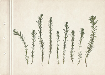 Vintage herbarium on an textured brown aged background. Composition of the grass on an old paper....
