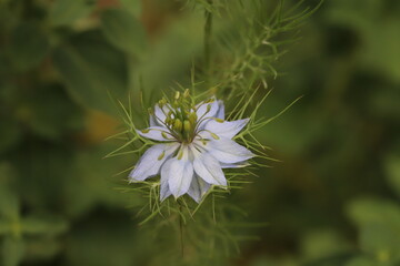 春の庭に咲くニゲラの薄紫色の花