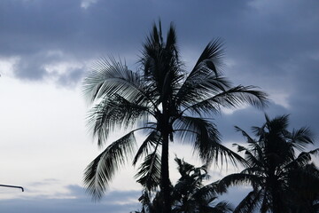 Fototapeta na wymiar Coconut, a southern tropical tree