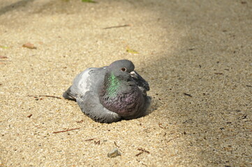 日なたで休憩する鳩