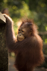 Orangutans in borneo deforestation