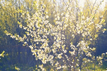 Spring blooming tree with white flowers in the rays of bright sunlight. Pastel color toned.