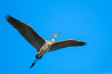 Obraz premium Heron in flight