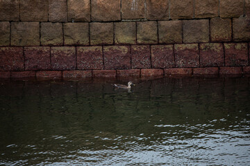 EOS5D.広島呉港、はぐれカモ。