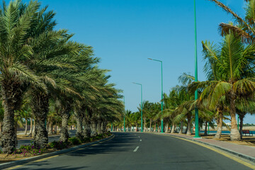 Fototapeta na wymiar curved road With clear sky and dates palm tree fence