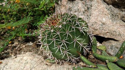 Cacto redondo cabe&ccedil;a de frade na pedra
