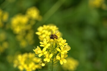 유채꽃밭과 꿀벌