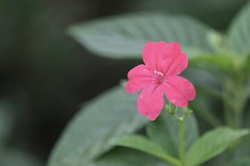 Ruellia brevifolia flower or the tropical wild petunia or red Christmas pride, is an ornamental plant in the family Acanthaceae