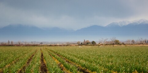 Fototapeta na wymiar Rows of onion plants in a farm in Tupuntago, Mendoza, Argentina.