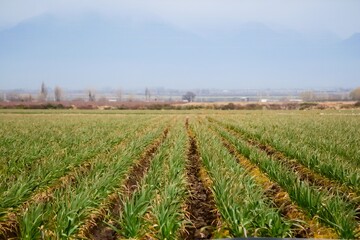 Fototapeta premium Rows of onion plants in a farm in Tupuntago, Mendoza, Argentina.