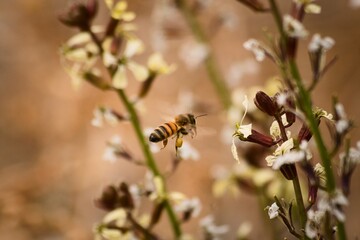 Worker bee in flight after collection pollen from a wild flower in Tupungato, Mendoza, Argentina.