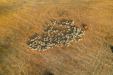 Beautiful idyllic late summer landscape of Toscana with sheep and fields. Sunny evening or morning in Italy. Sheep farm in Tuscany photographed with a drone 