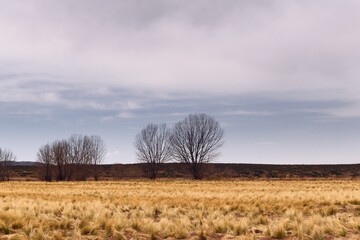 Lonely trees on a dry grassland in Tupungato, Mendoza, Argentina.