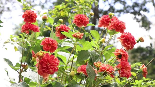 Group of orange red dahlia flowers on home garden with showers of sunlight on a bright day