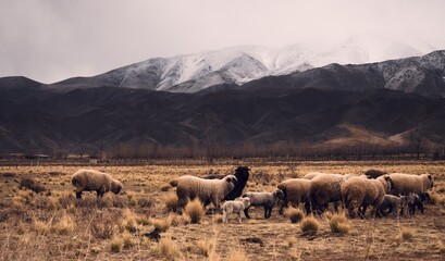 Sheep herd grazing by the snowy Andes mountains in Tupungato, Mendoza, Argentina, in a dark cloudy day.