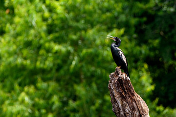 Anhinga Perched On Dead Tree Stump-1504