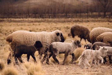 Sheep grazing in a dry grassland in Tupungato, Mendoza, Argentina.