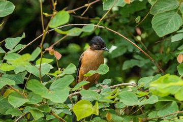 Rufous sibia sitting on a branch