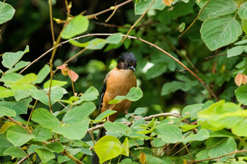 Rufous sibia sitting on a branch
