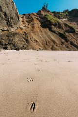 Deer hoof prints in the sand on the Oregon Coast.