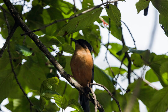 Rufous sibia sitting on a branch