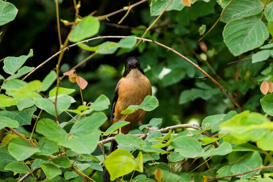 Rufous sibia sitting on a branch