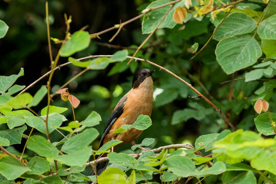 Rufous sibia sitting on a branch