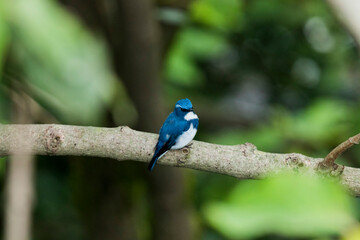 Ultramarine Flycatcher sitting on a brach