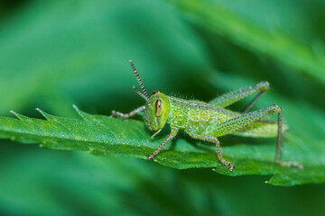 A grasshopper sitting in leaves