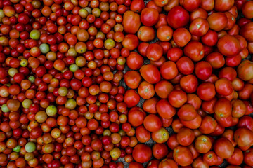 red tomatoes background 