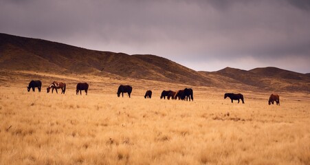 Horses grazing in a dry grassland in Valle de Uco, Mendoza, Argentina, in a dark cloudy day.