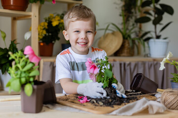 a small boy with a blond European appearance planting or transplanting home plants. Little helper by chores. Concept home gardening, caring houseplants, lifestyle. Space for text. High quality photo