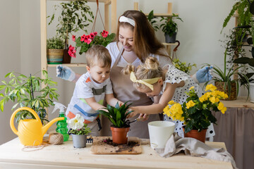 mother with her son and daughter in fasting plant or transplant indoor flowers. Little helper by chores. Concept of spring time, home gardening, child house-help, caring houseplants, lifestyle.