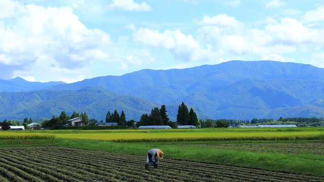 畑で農作業をしている男性　農家　農業　田舎の田園風景