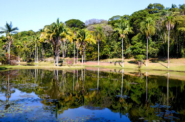 Obraz premium Lago das Ninféias, Jardim Botânico, Sao Paulo.