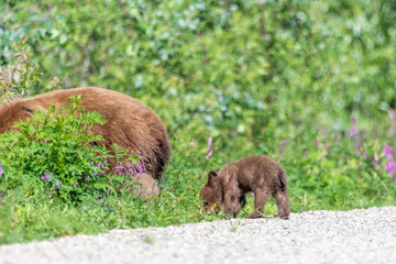 Baby bear cub brown in color sniffing ground along side of road in northern Canada while following momma bear. 