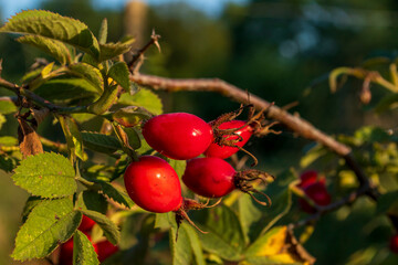 Rote Hagebutten an einem Strauch