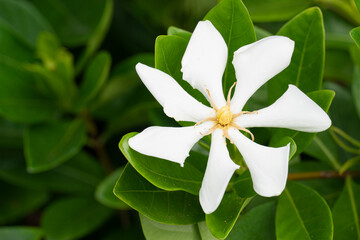 Close-up white flowers of Cape Jasmine , Gardennia on the tree.