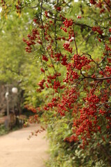 赤い実と公園