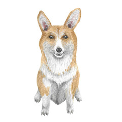 Dog illustration: Corgi breed. Watercolor, isolated.