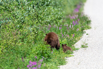Momma bear with cub, baby seen in Yukon Territory during summer time with purple flowers and greenery surrounding road, highway. 