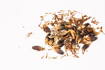 close up Gaysorn is inside of the kratom seeds in white background..The seeds had to be unwound to get them out and then planted..Kratom seeds are broken from the bunch.