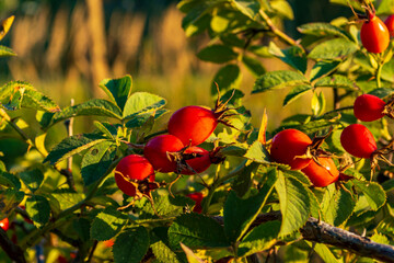 Rote Hagebutten an einem Strauch