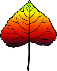 poplar leaf vector colour autumn