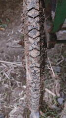 Obraz premium Darty hardwork bycicle tire