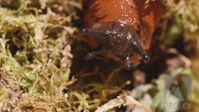 close slug face making tracks in moss